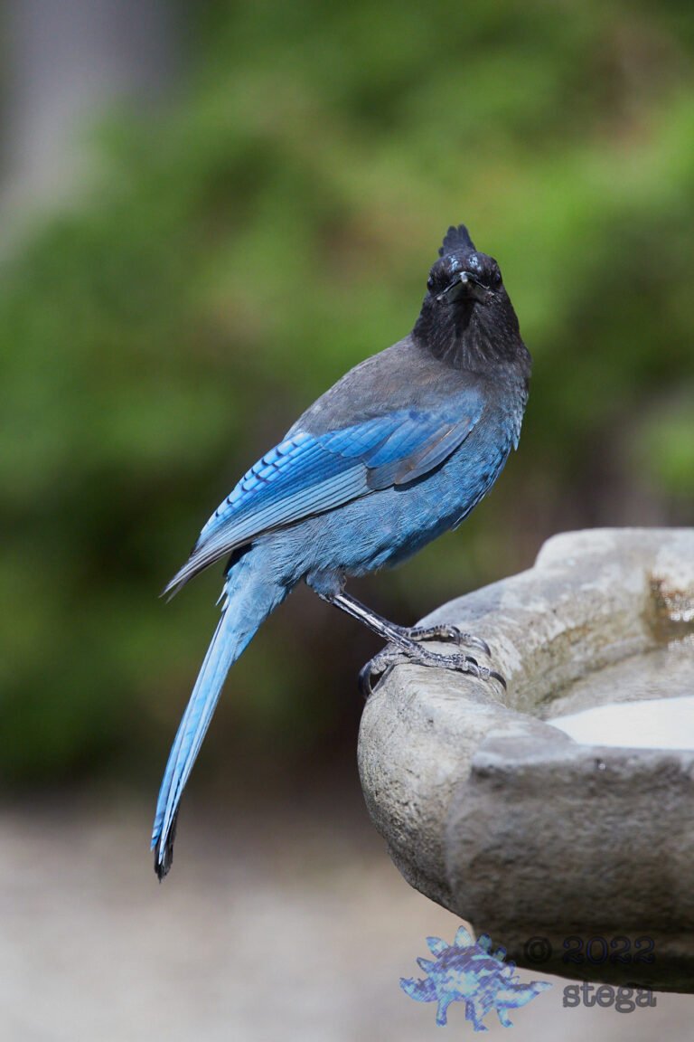 Steller’s Jay