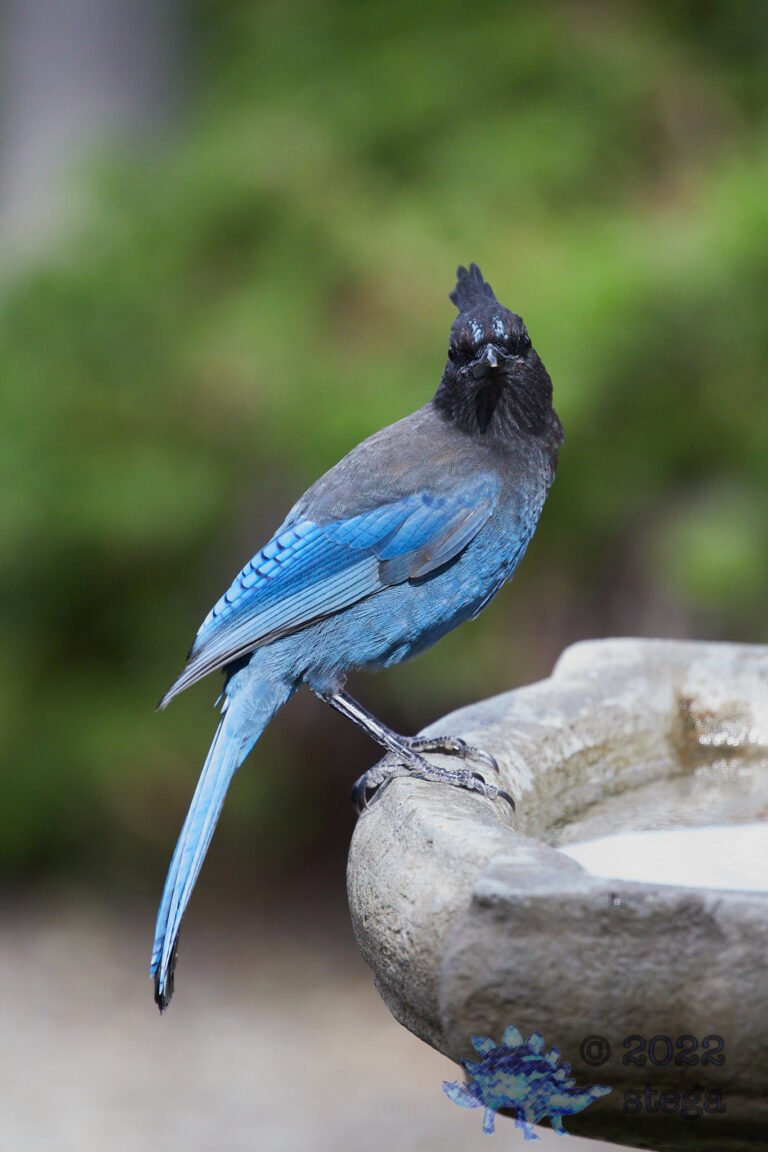 Steller’s Jay