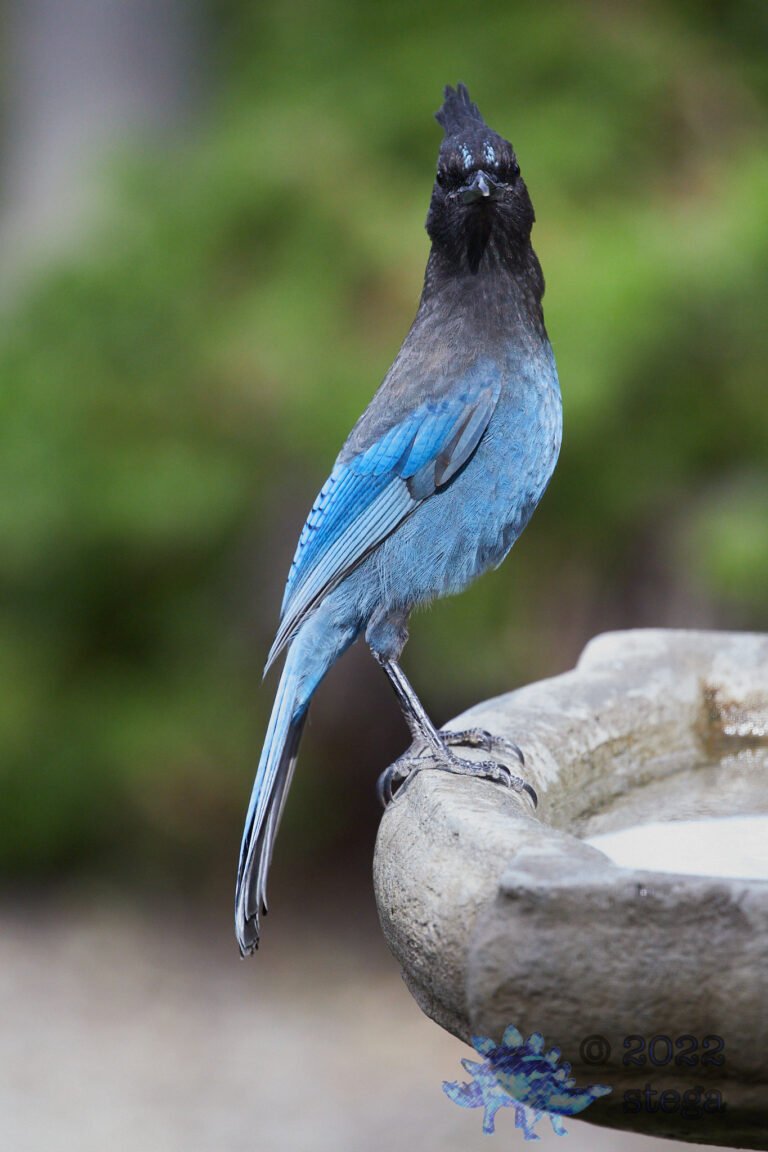 Steller’s Jay