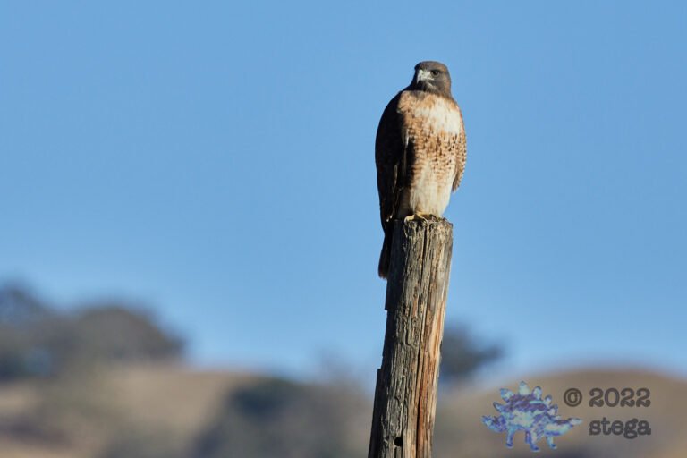 Red-Tailed Hawk