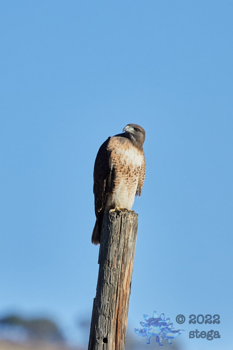 Red-Tailed Hawk