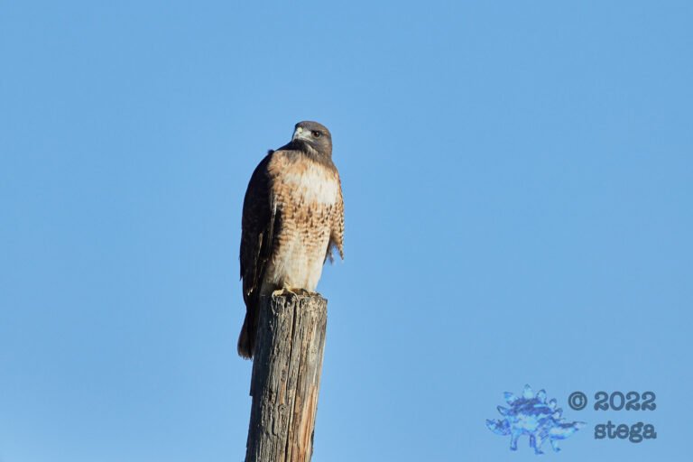 Red-Tailed Hawk
