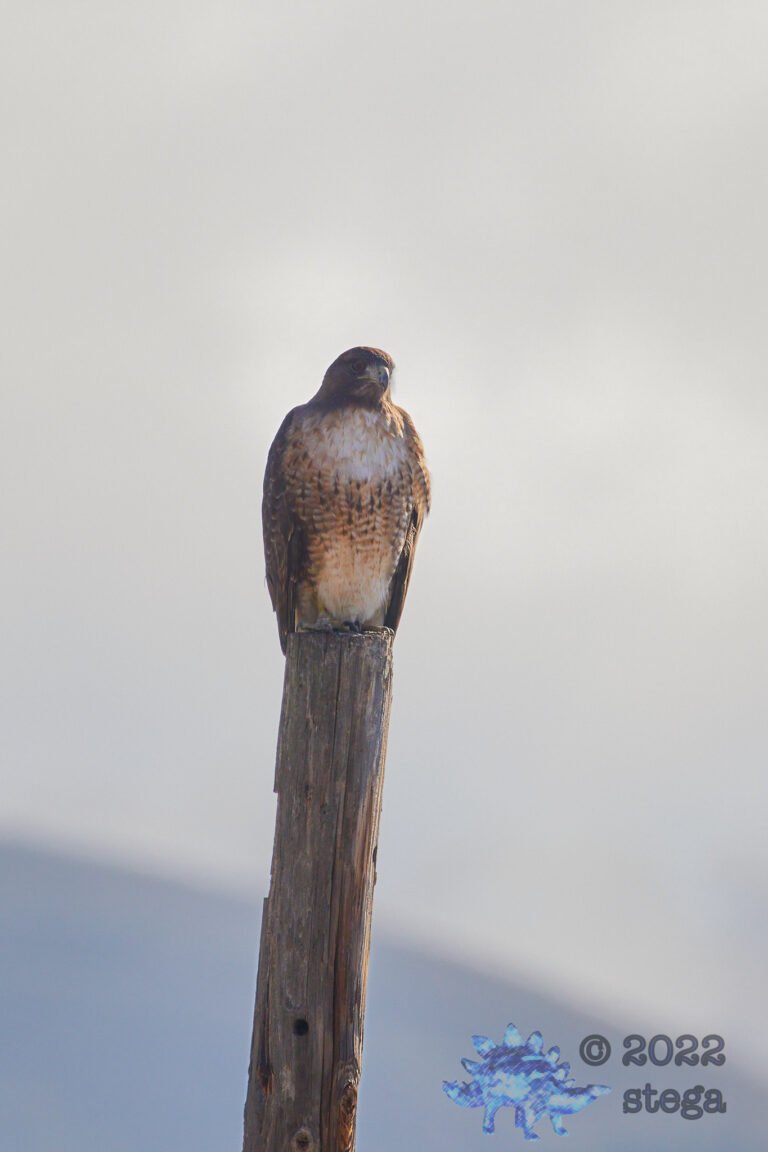 Red-Tailed Hawk
