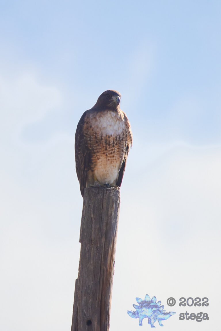 Red-Tailed Hawk