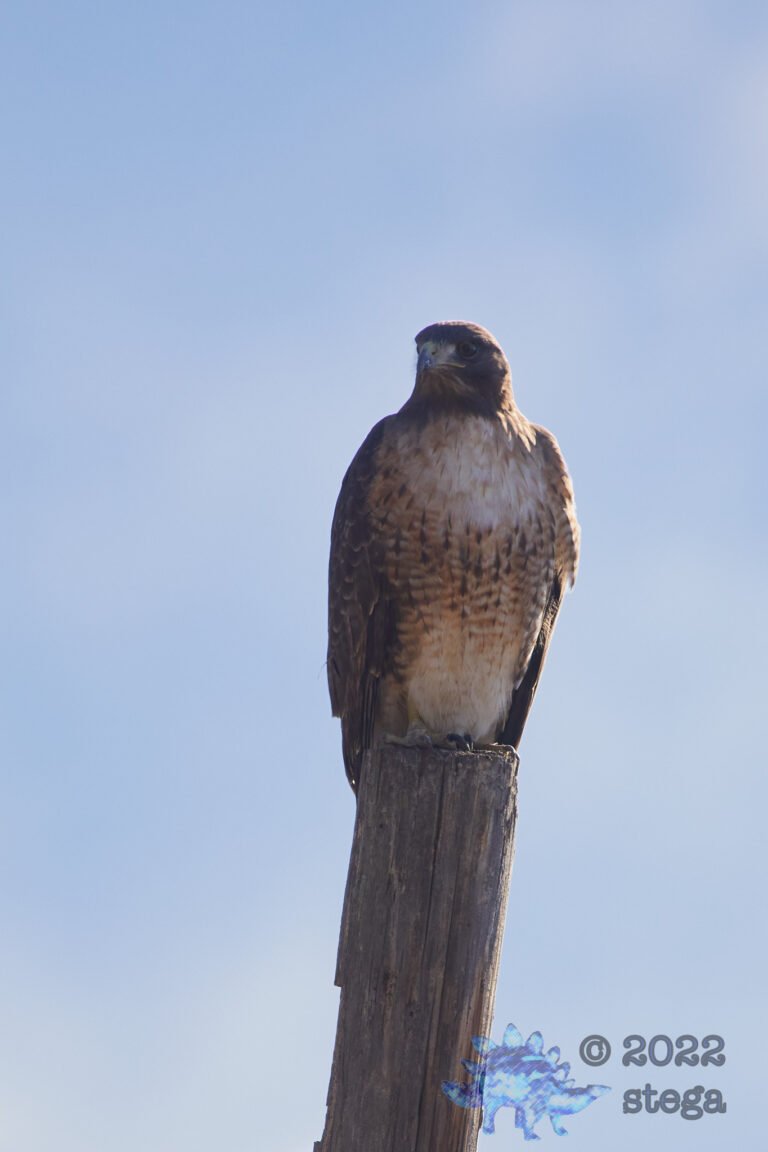 Red-Tailed Hawk