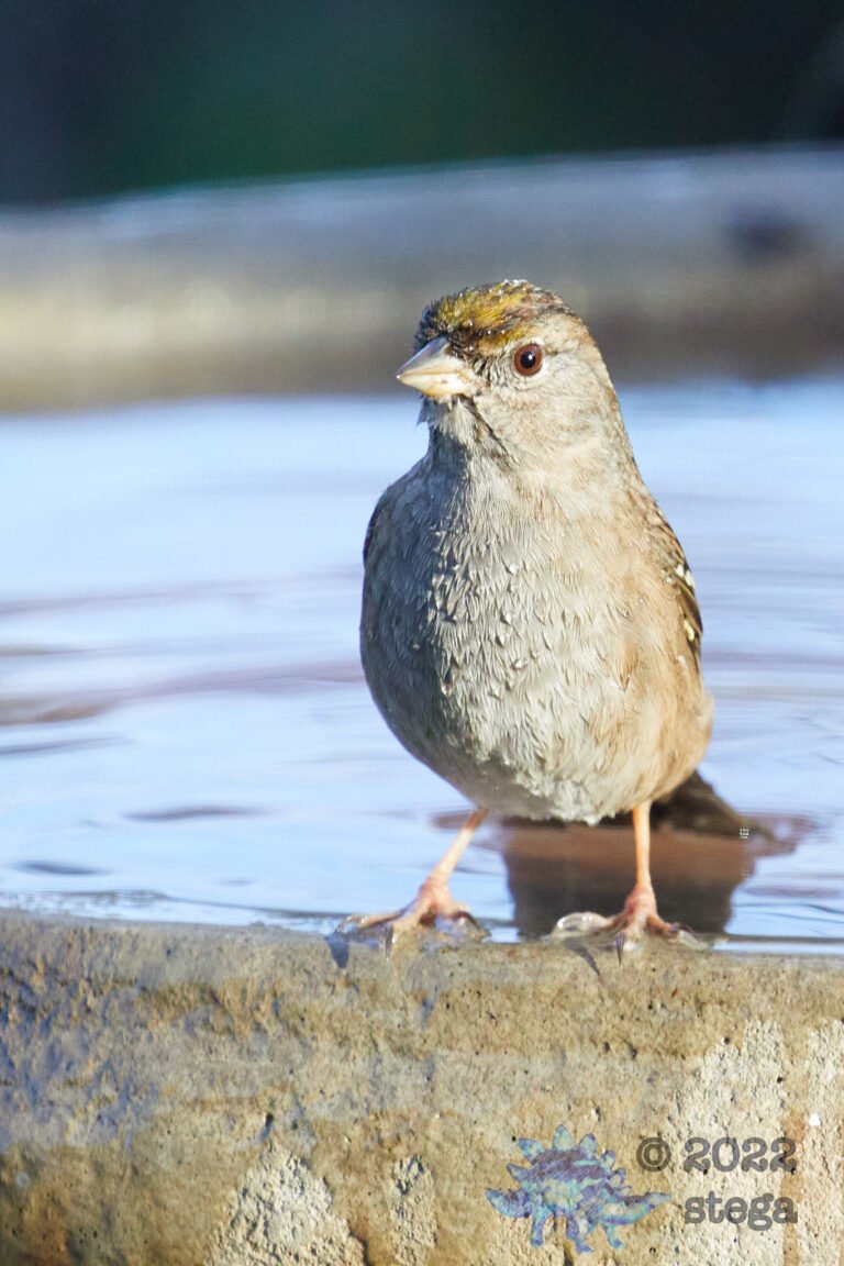 Gold-Crowned Sparrow