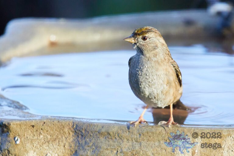 Gold-Crowned Sparrow