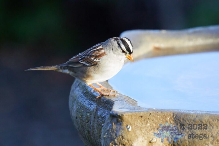 White-Crowned Sparrow