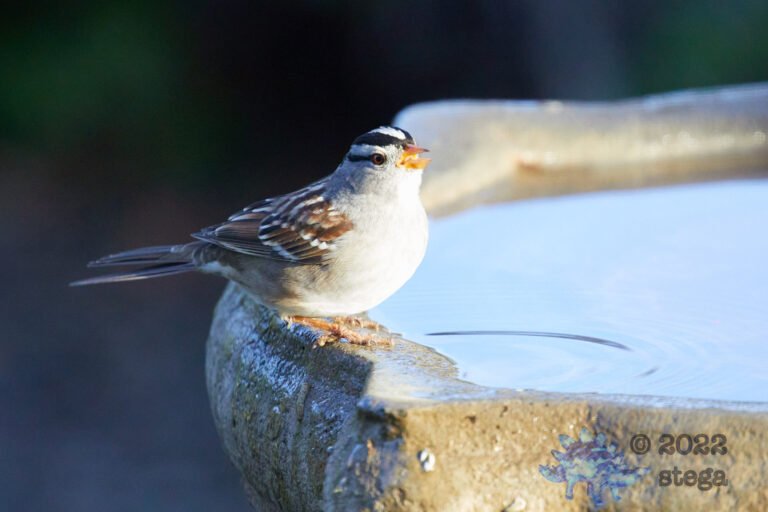 White-Crowned Sparrow