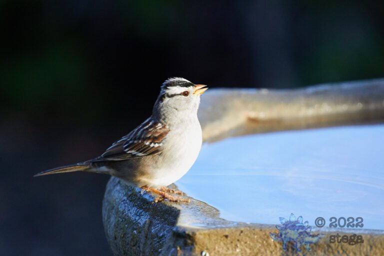 White-Crowned Sparrow
