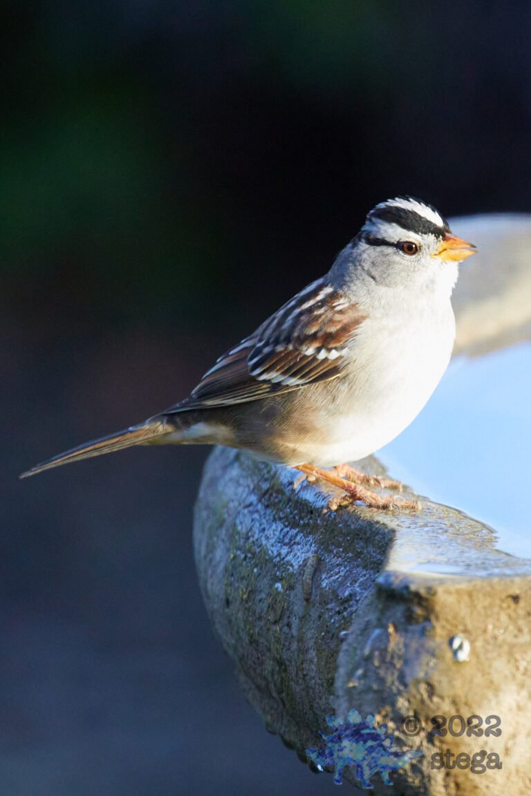 White-Crowned Sparrow