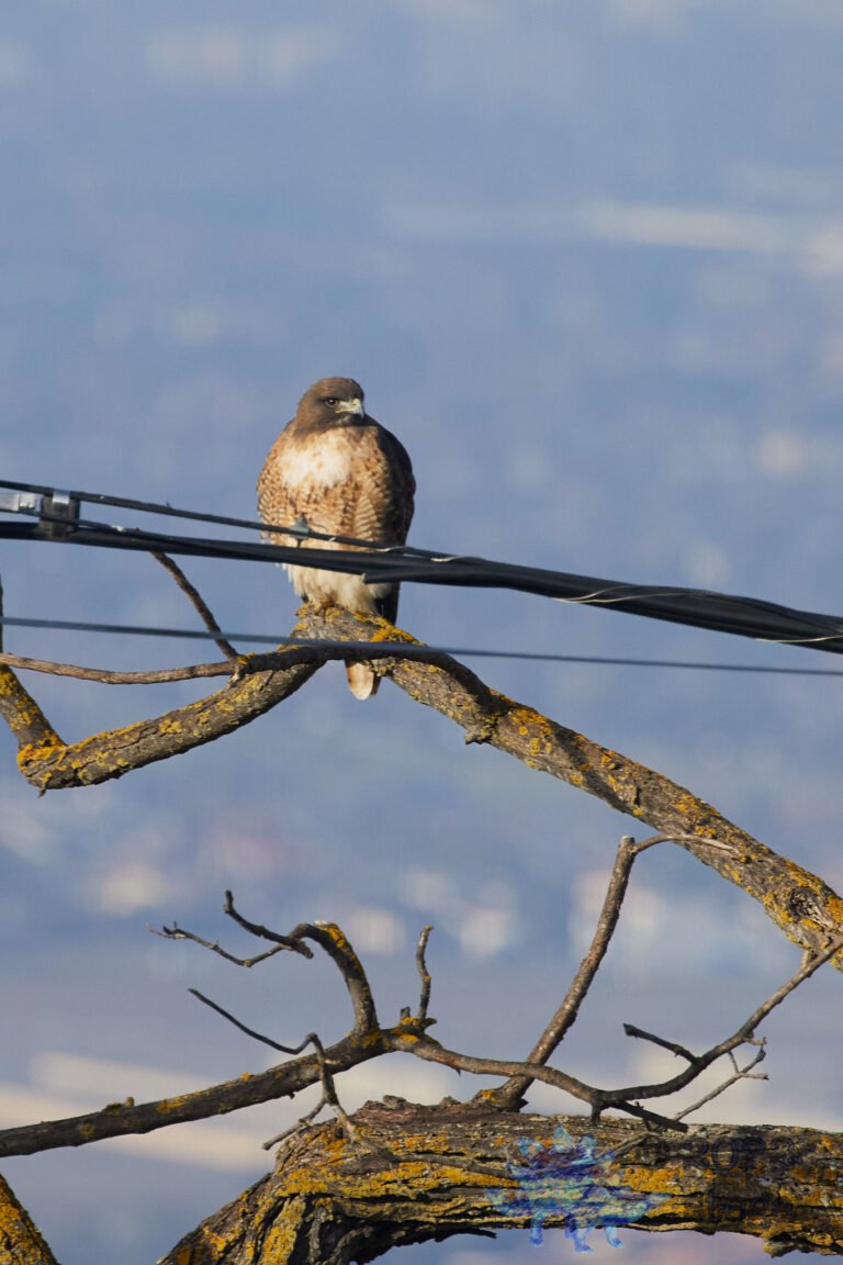 Red-Tailed Hawk