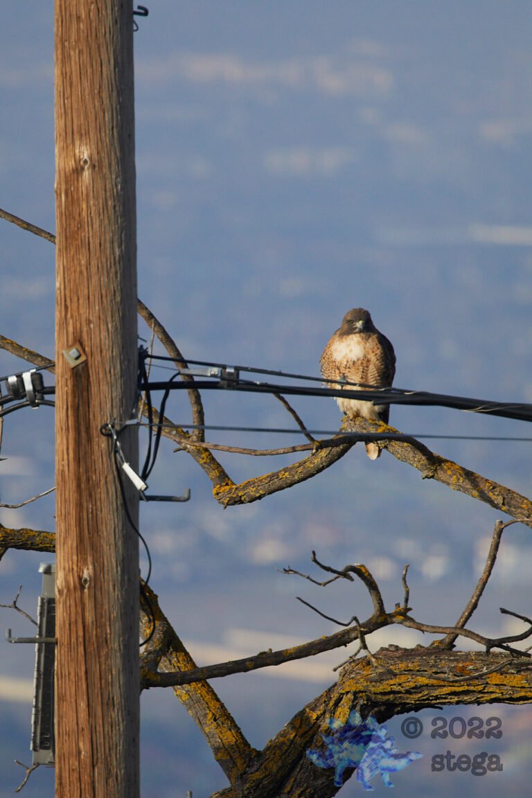 Red-Tailed Hawk