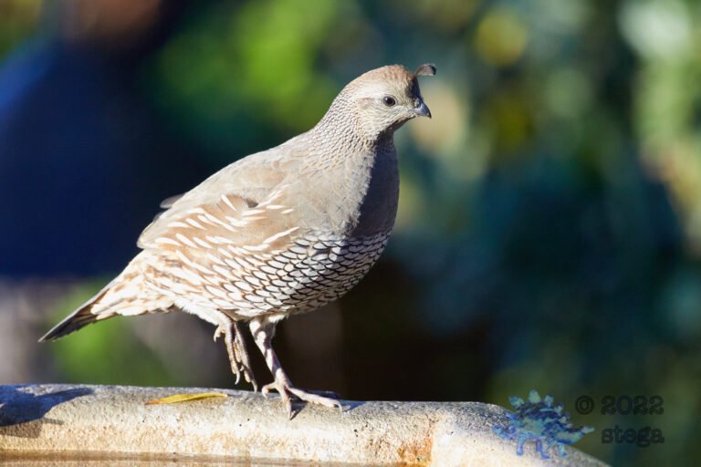California Quail