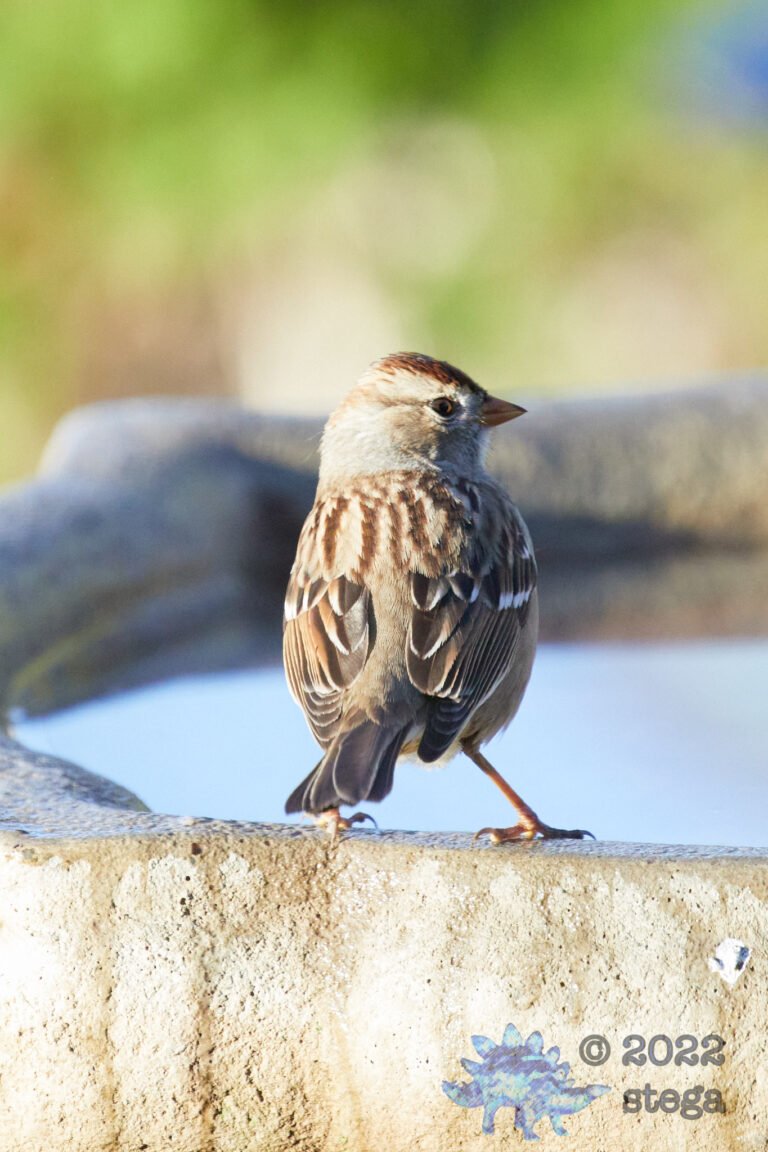 White-Crowned Sparrow