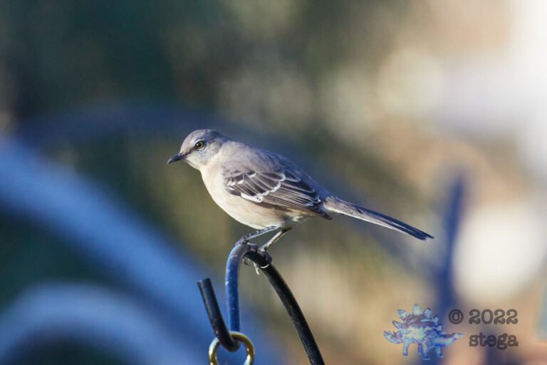 Northern Mockingbird