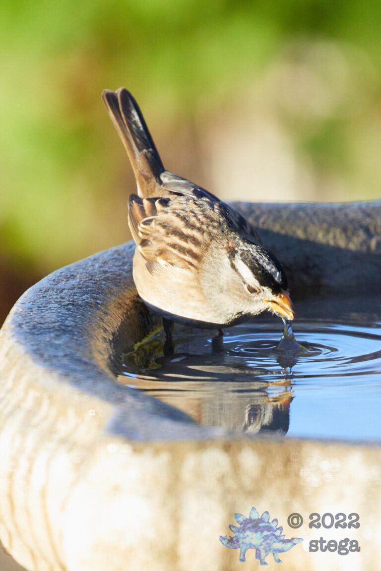 White-Crowned Sparrow
