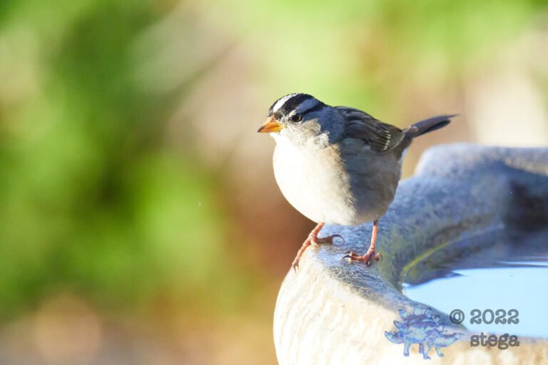 White-Crowned Sparrow