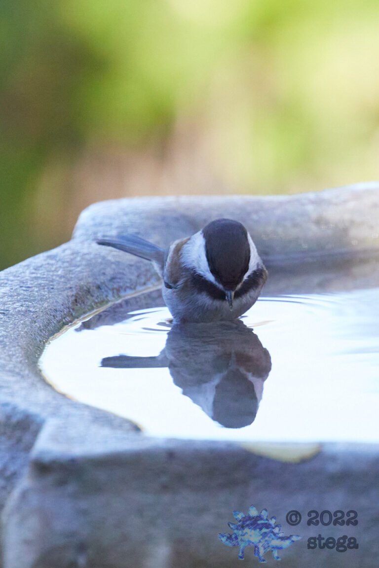 Chestnut-Backed Chickadee