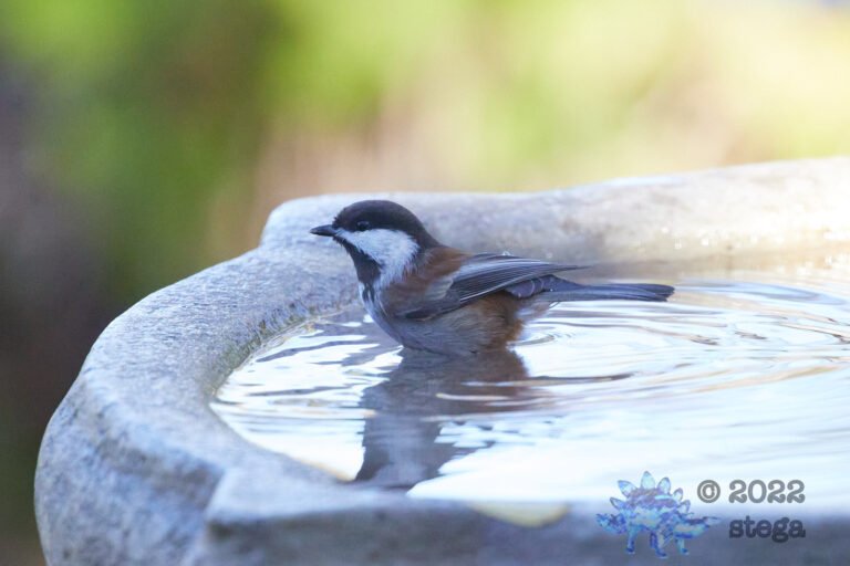 Chestnut-Backed Chickadee