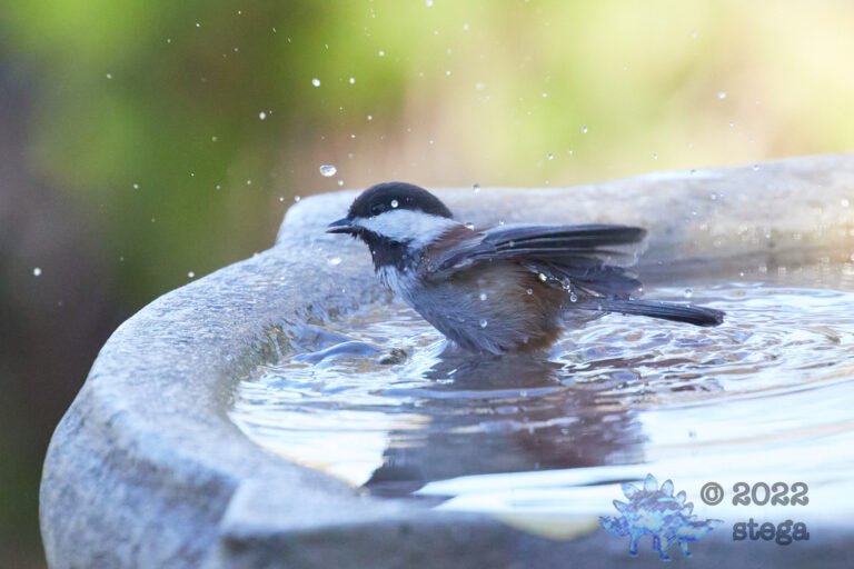 Chestnut-Backed Chickadee