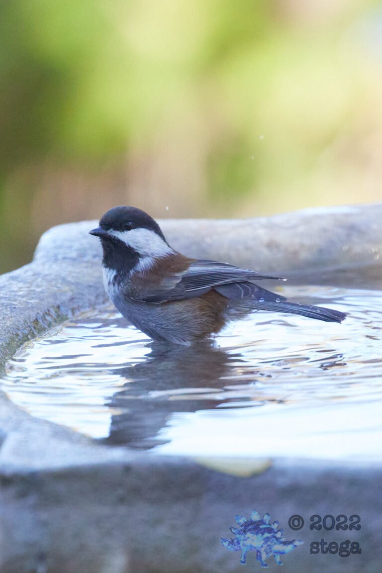 Chestnut-Backed Chickadee