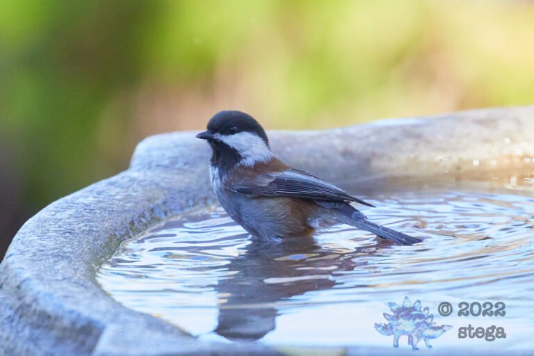 Chestnut-Backed Chickadee