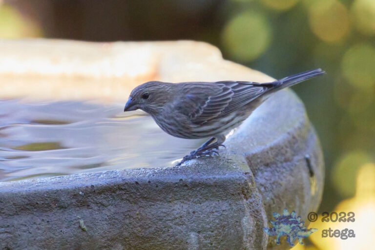 House Finch