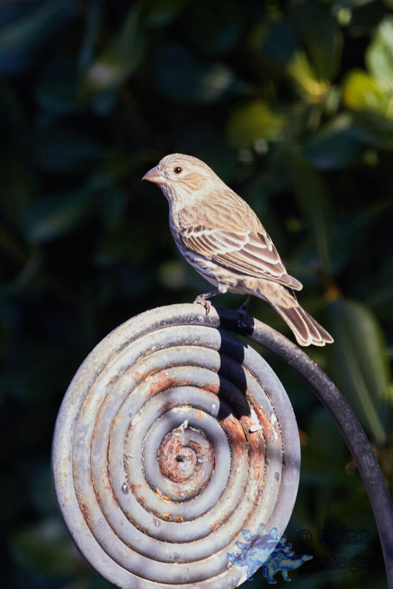 House Finch