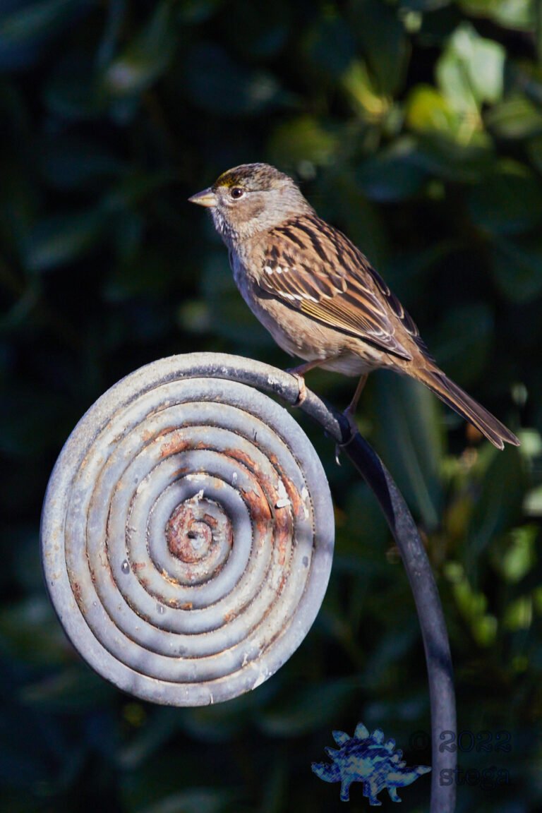 Gold-Crowned Sparrow