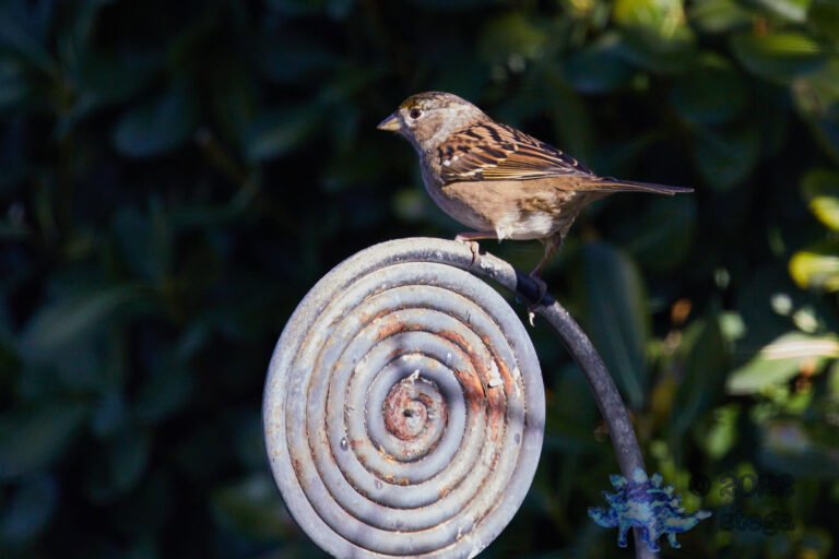 Gold-Crowned Sparrow