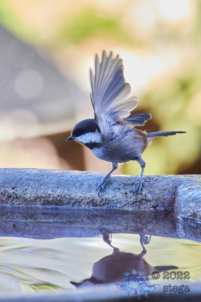 Chestnut-Backed Chickadee