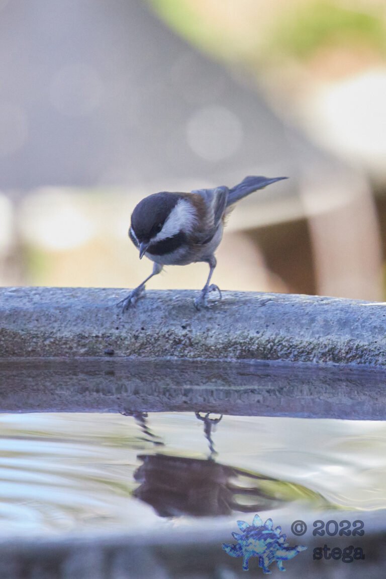 Chestnut-Backed Chickadee