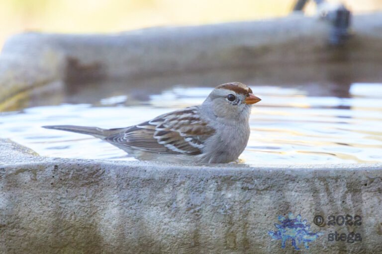 White-Crowned Sparrow