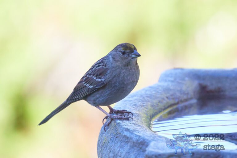 Gold-Crowned Sparrow