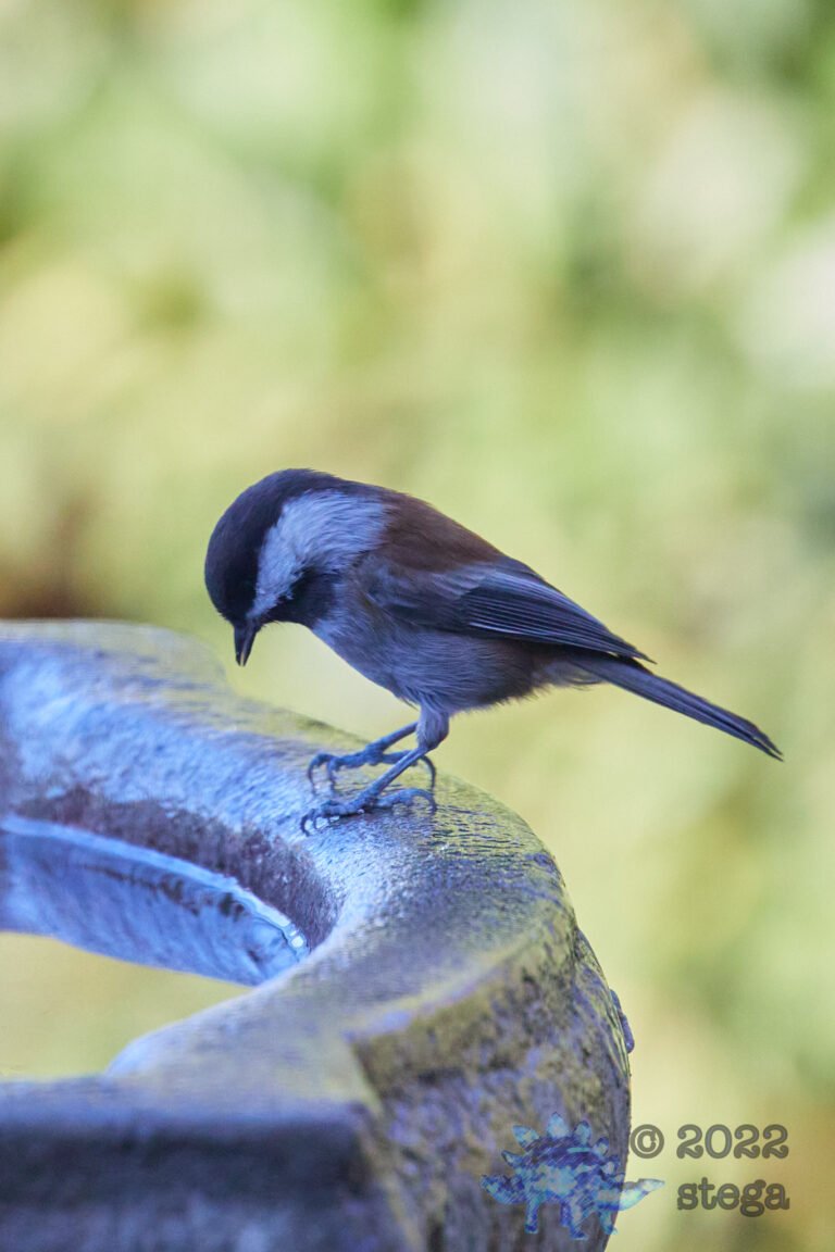 Chestnut-Backed Chickadee