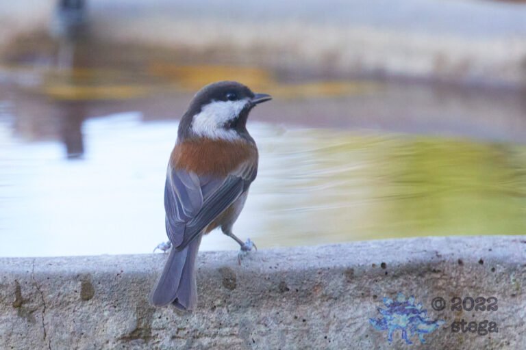 Chestnut-Backed Chickadee