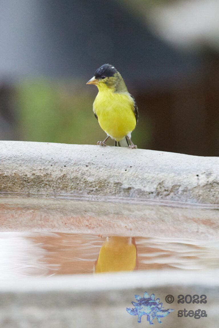 Lesser Goldfinches