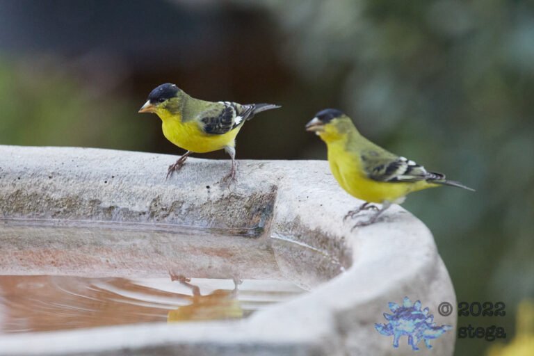 Lesser Goldfinches