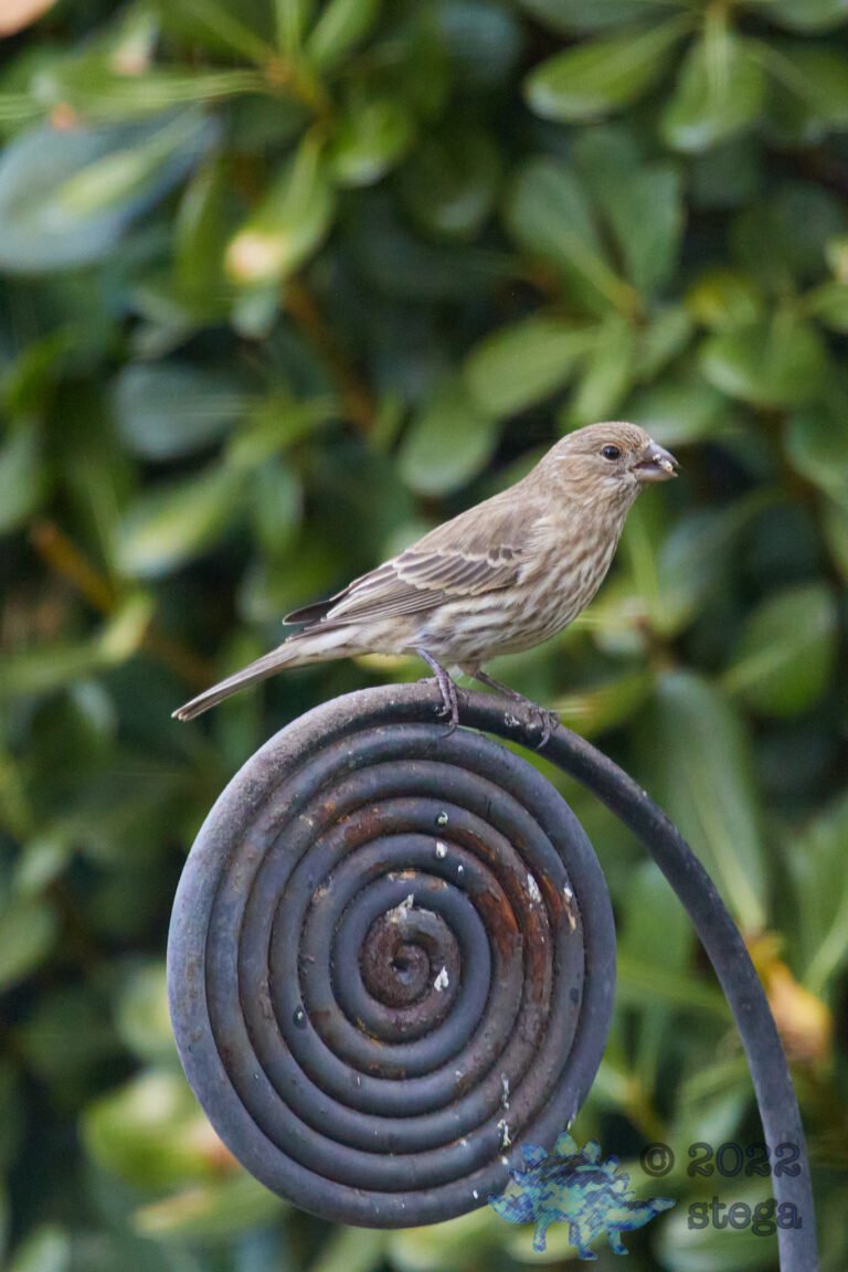 House Finch