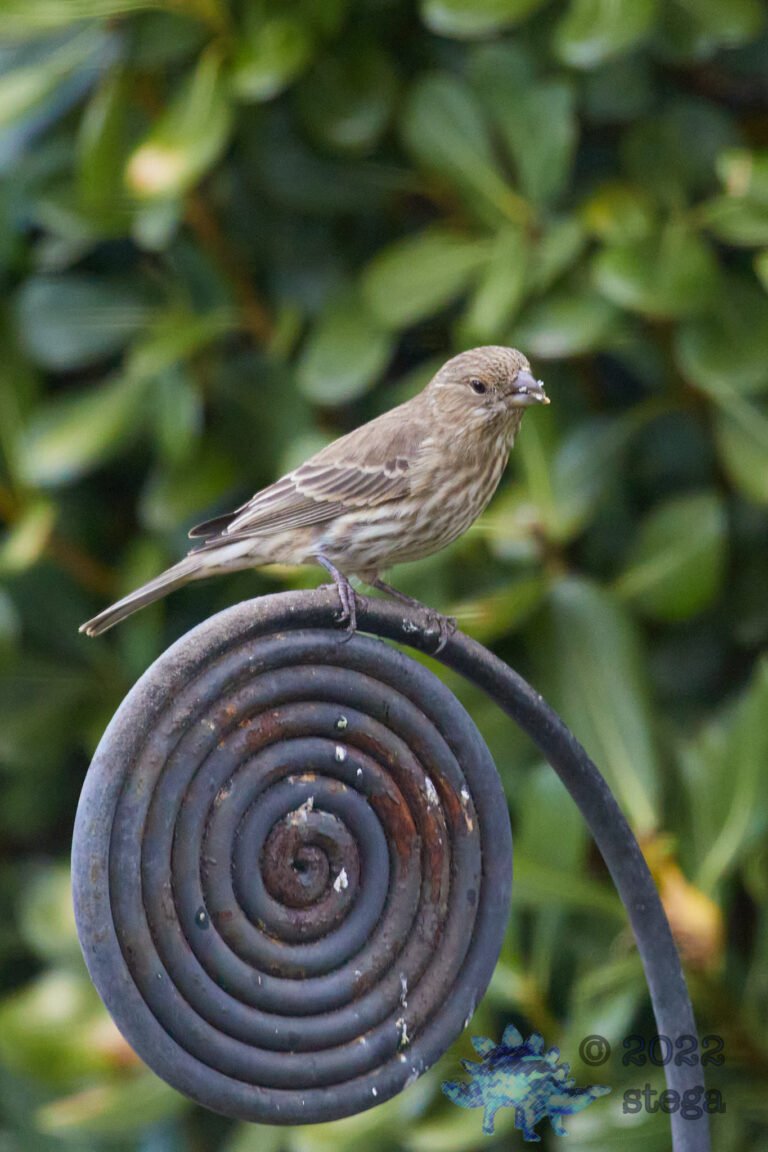 House Finch