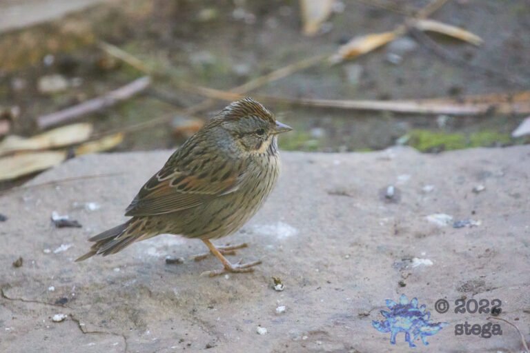 Lincoln’s Sparrow