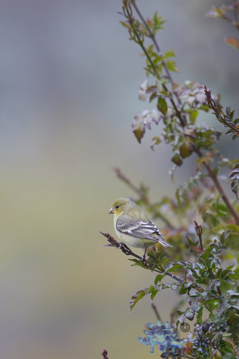 Lesser Goldfinch