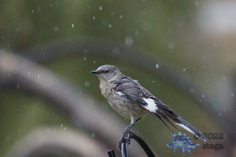 Northern Mockingbird