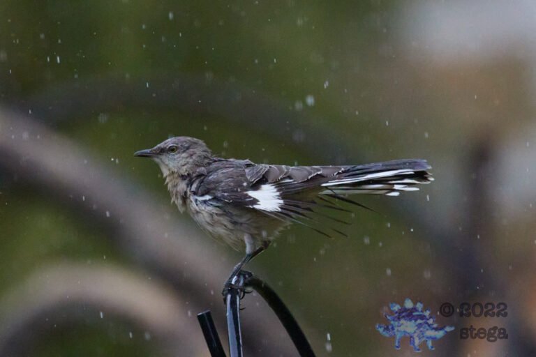 Northern Mockingbird