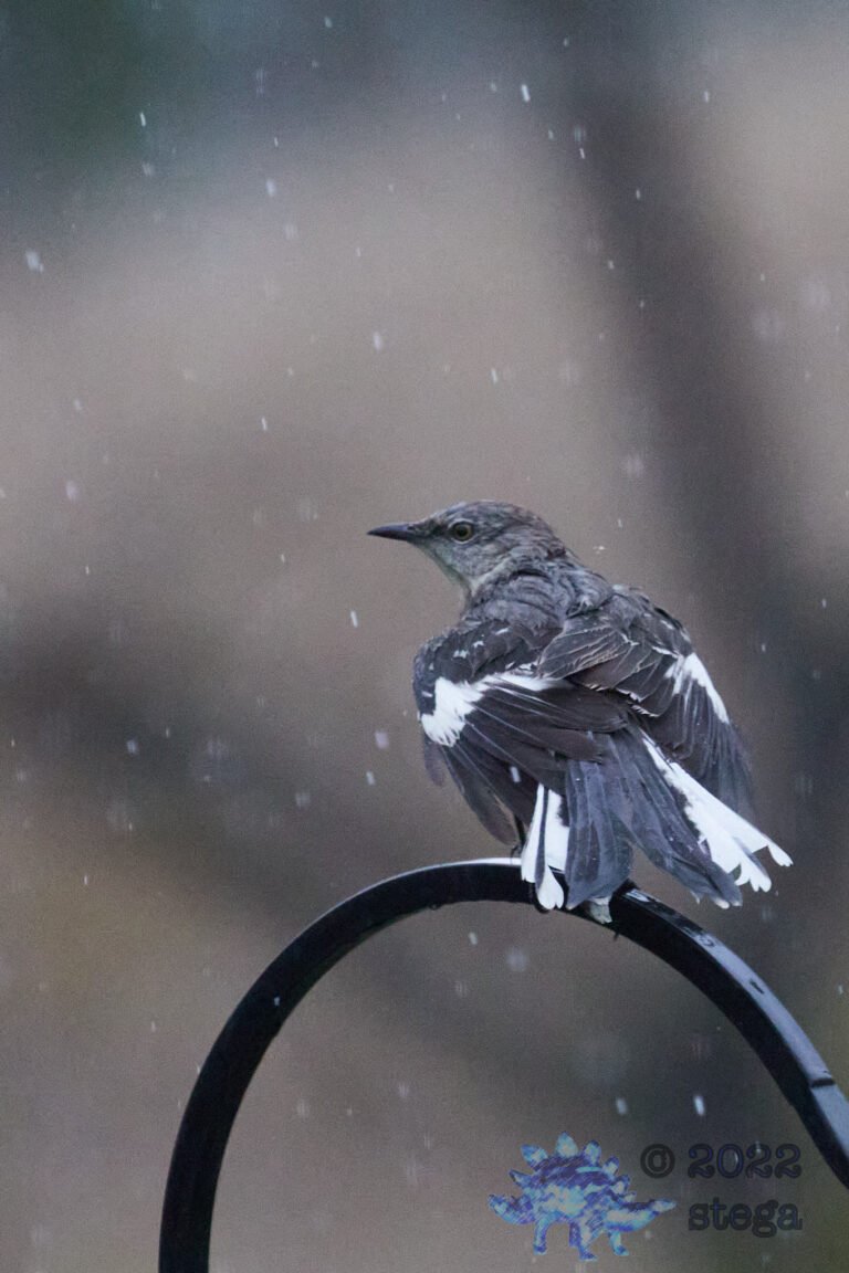 Northern Mockingbird