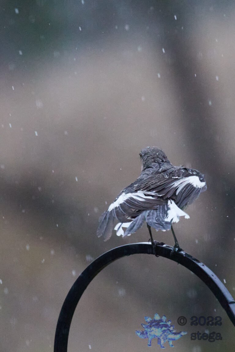Northern Mockingbird