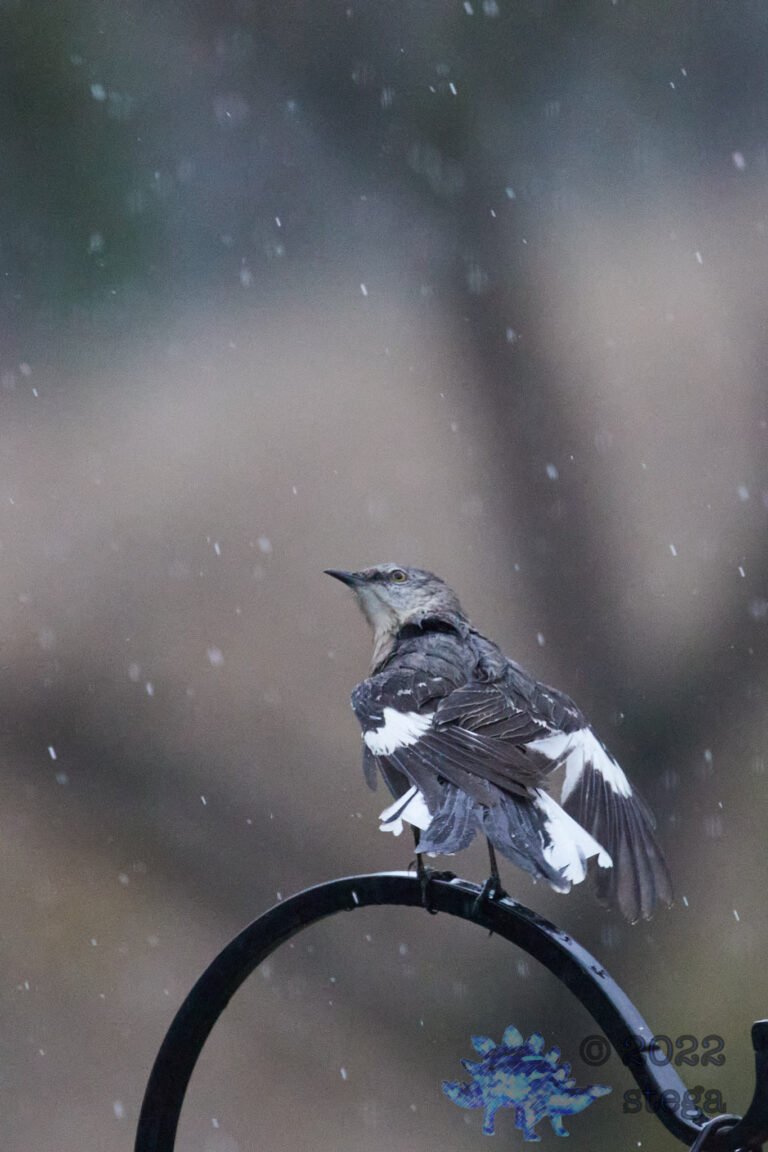 Northern Mockingbird