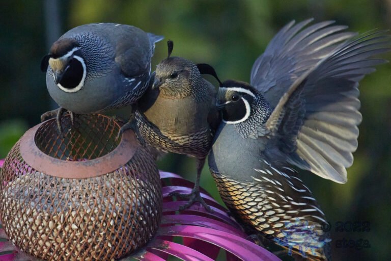 California Quail