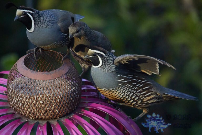 California Quail